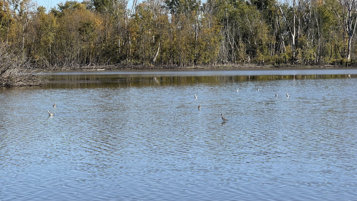 オオキアシシギ - ML643876370