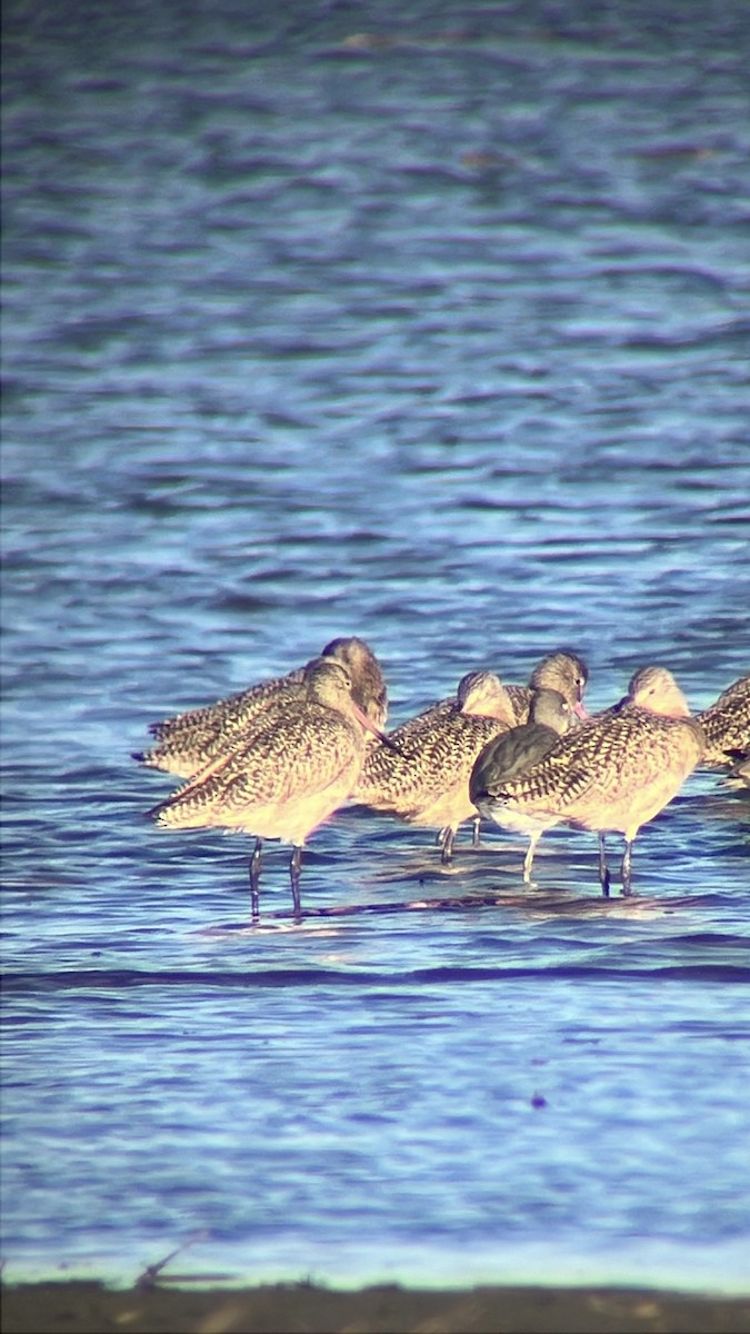 Marbled Godwit - ML643876376