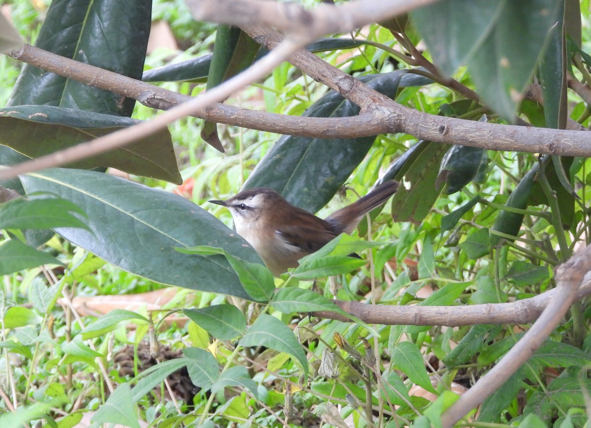 Moustached Warbler - ML643876380