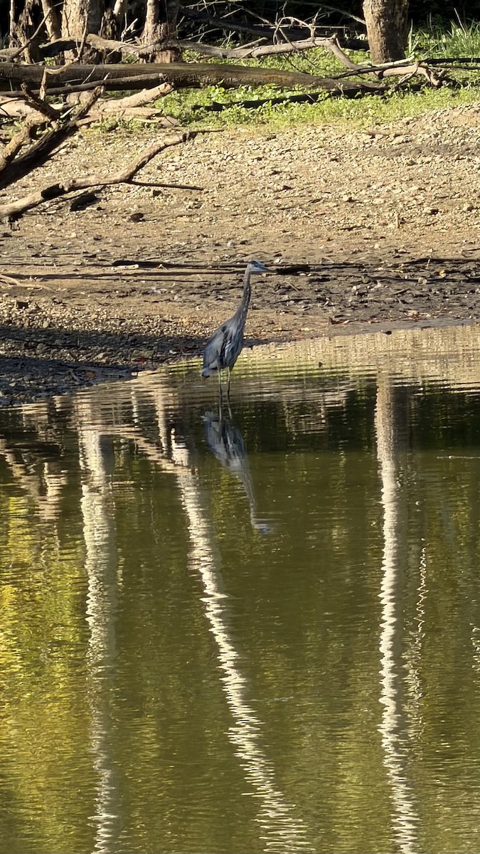 オオアオサギ（herodias グループ） - ML643876381