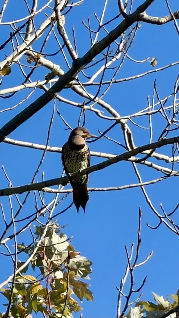ハシボソキツツキ（auratus／luteus） - ML643876386