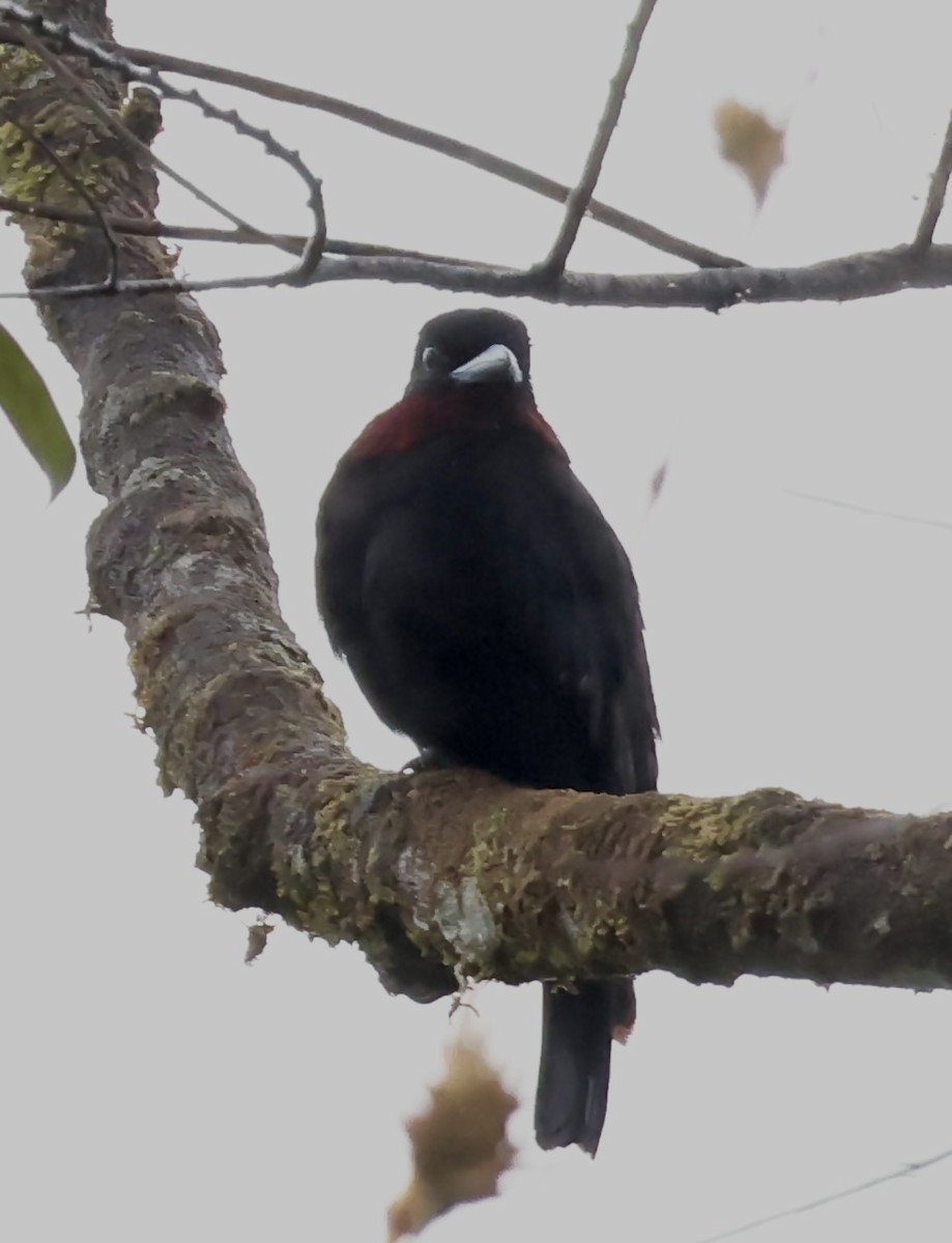 Purple-throated Fruitcrow - ML643876412