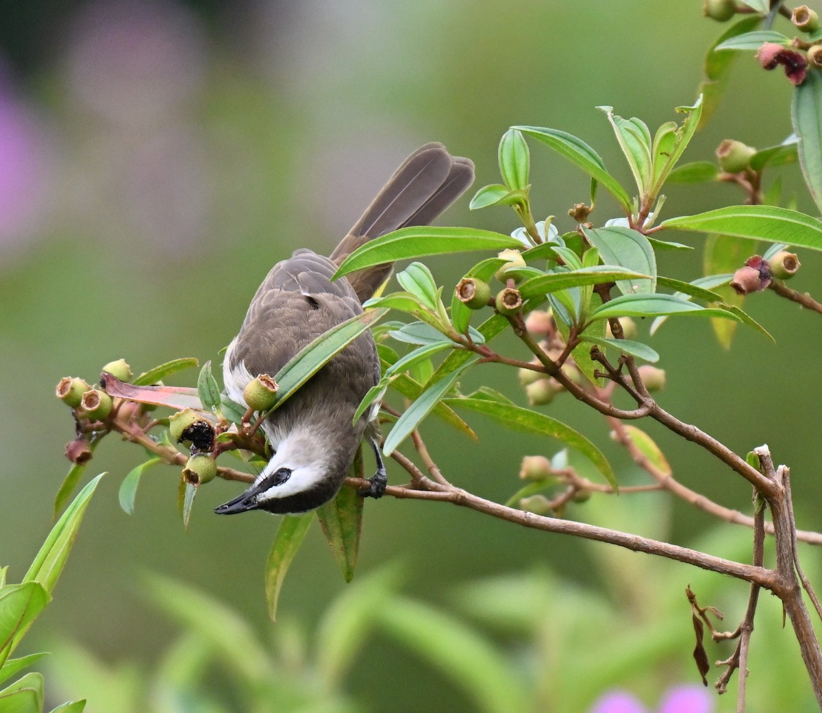 Yellow-vented Bulbul - ML643876416