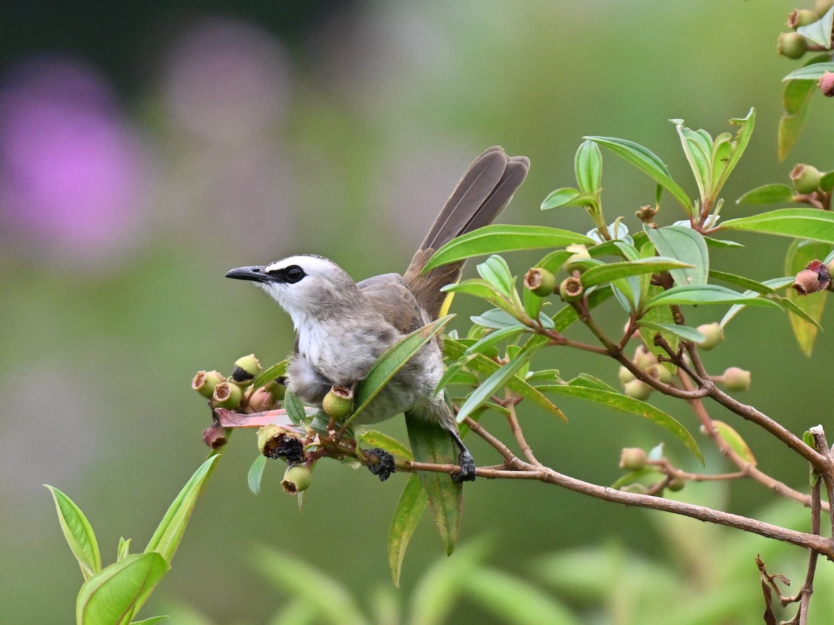 Yellow-vented Bulbul - ML643876417