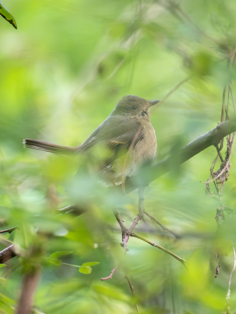 Narcissus Flycatcher - ML643876426