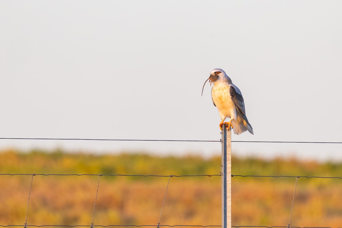 Black-shouldered Kite - ML643876432