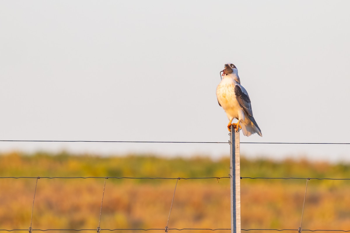 Black-shouldered Kite - ML643876433