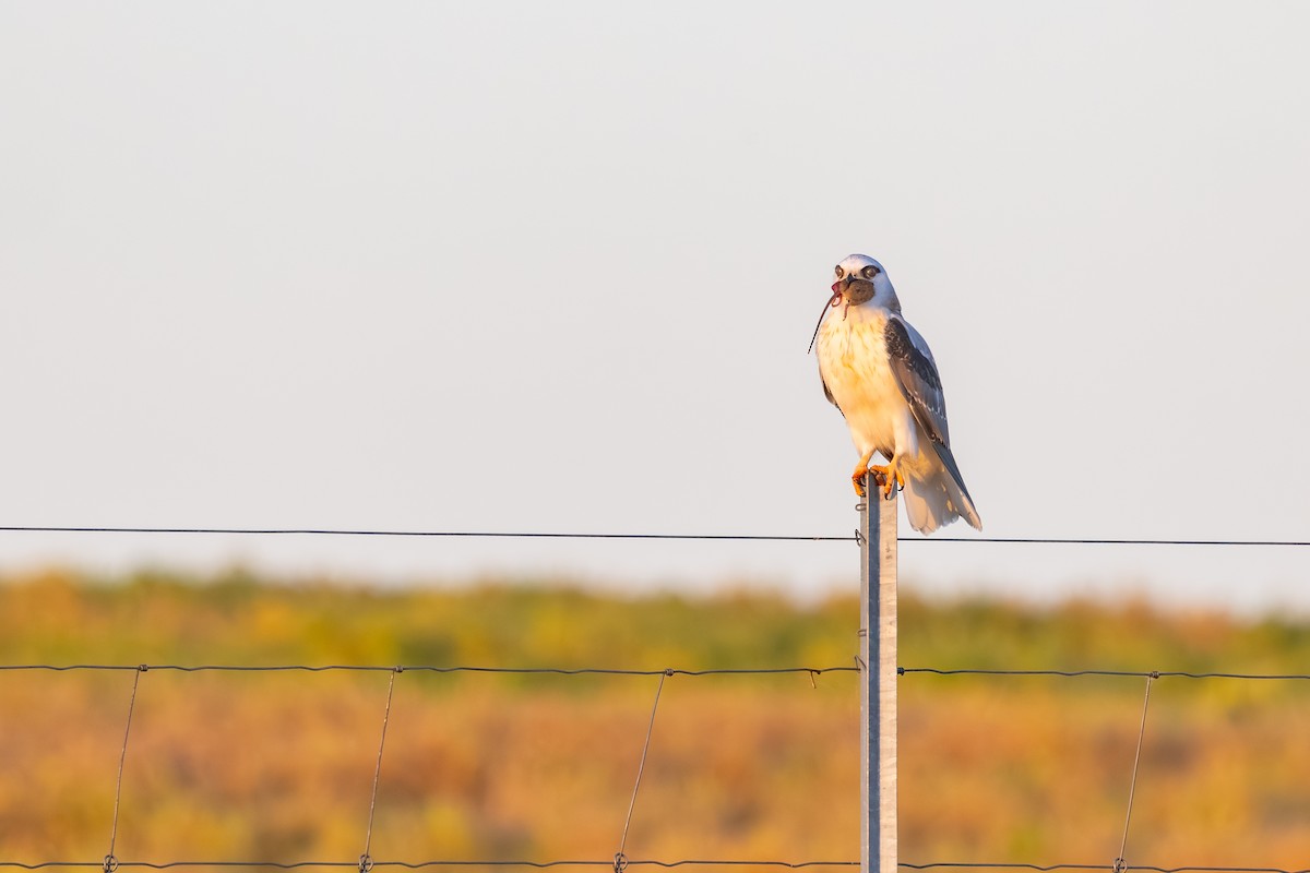 Black-shouldered Kite - ML643876436