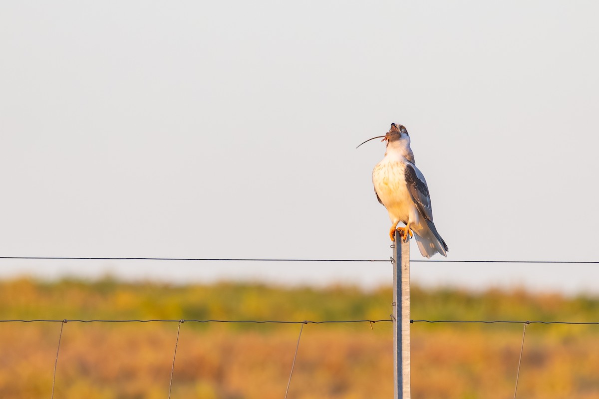 Black-shouldered Kite - ML643876437