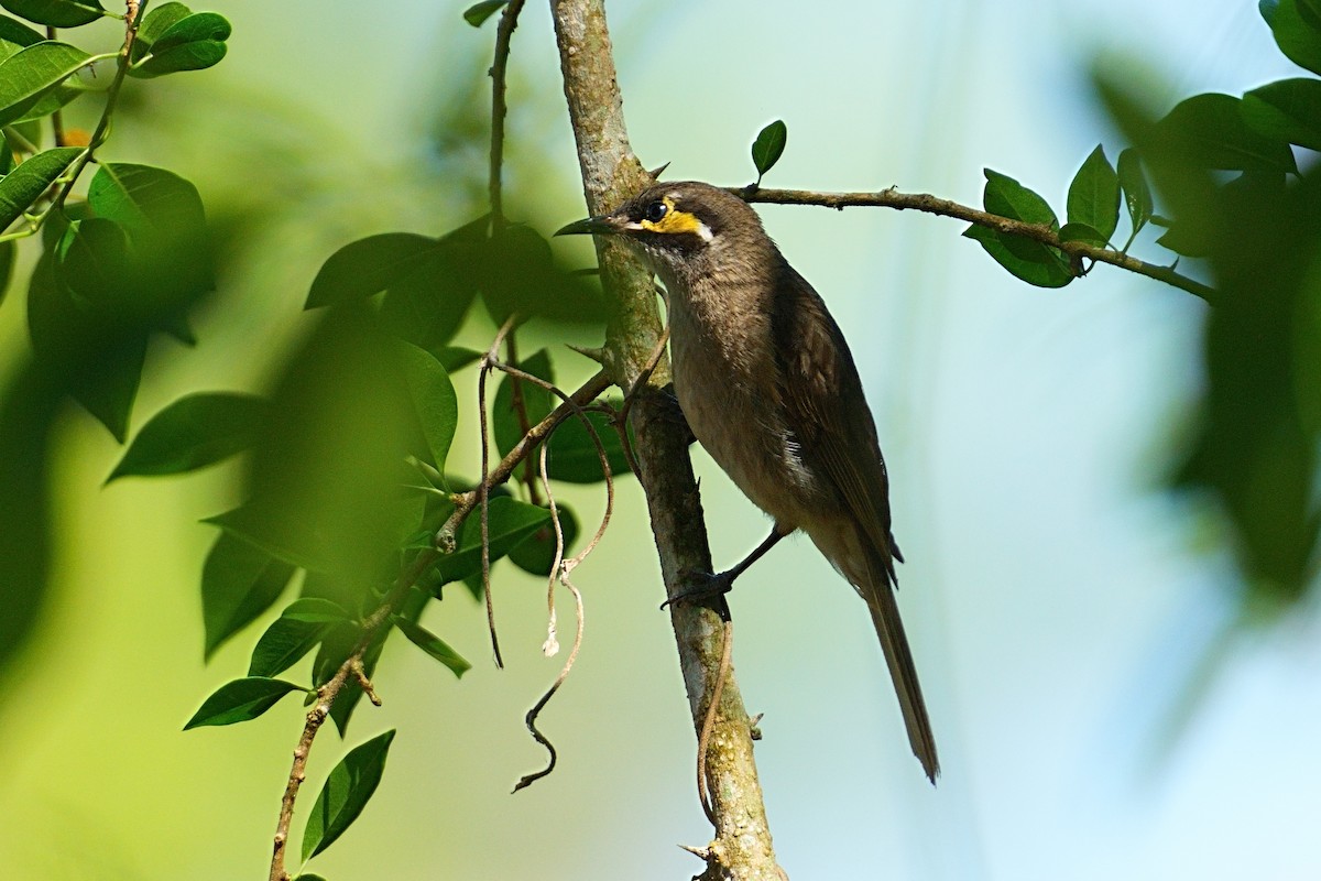 Yellow-faced Honeyeater - ML643876439