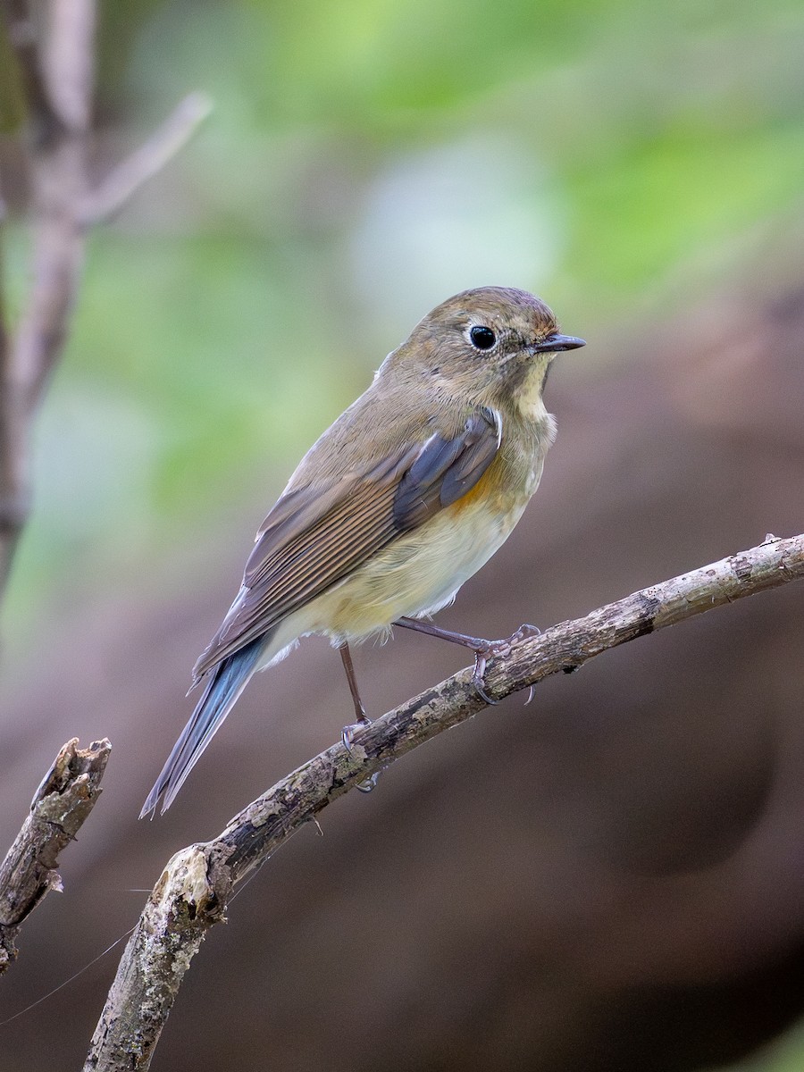 Txindor buztanurdin siberiarra - ML643876440
