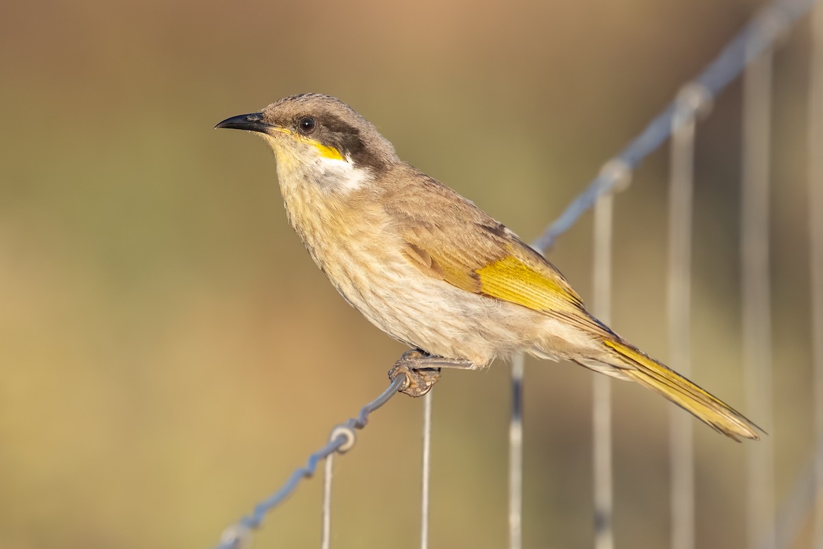 Singing Honeyeater - ML643876452