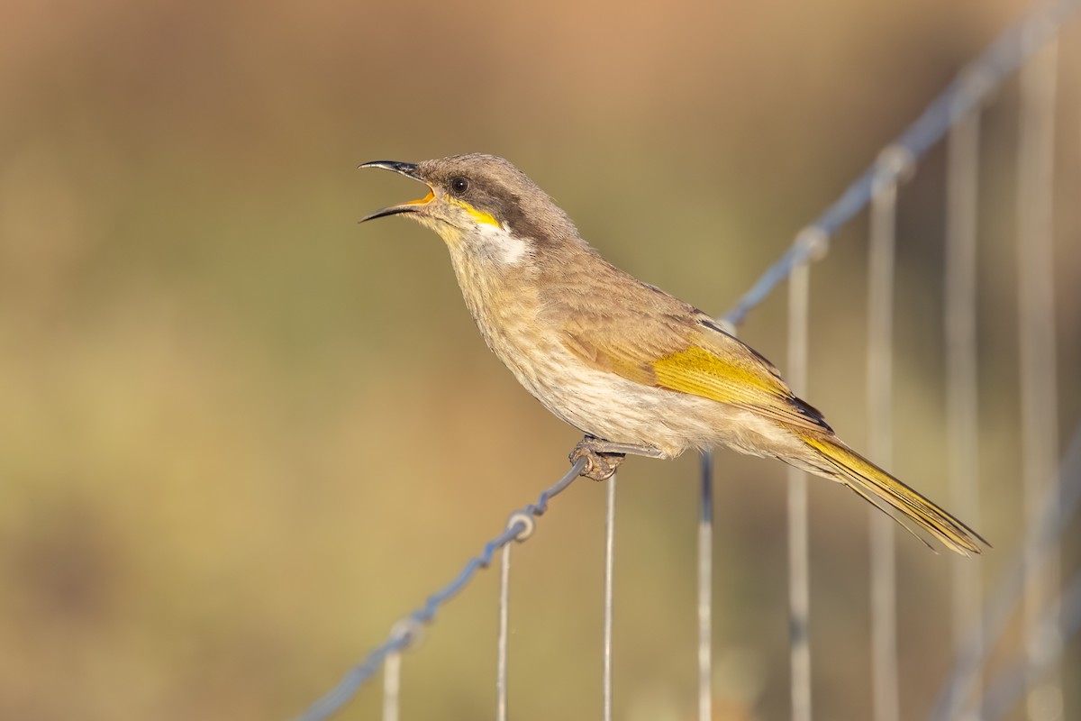 Singing Honeyeater - ML643876453
