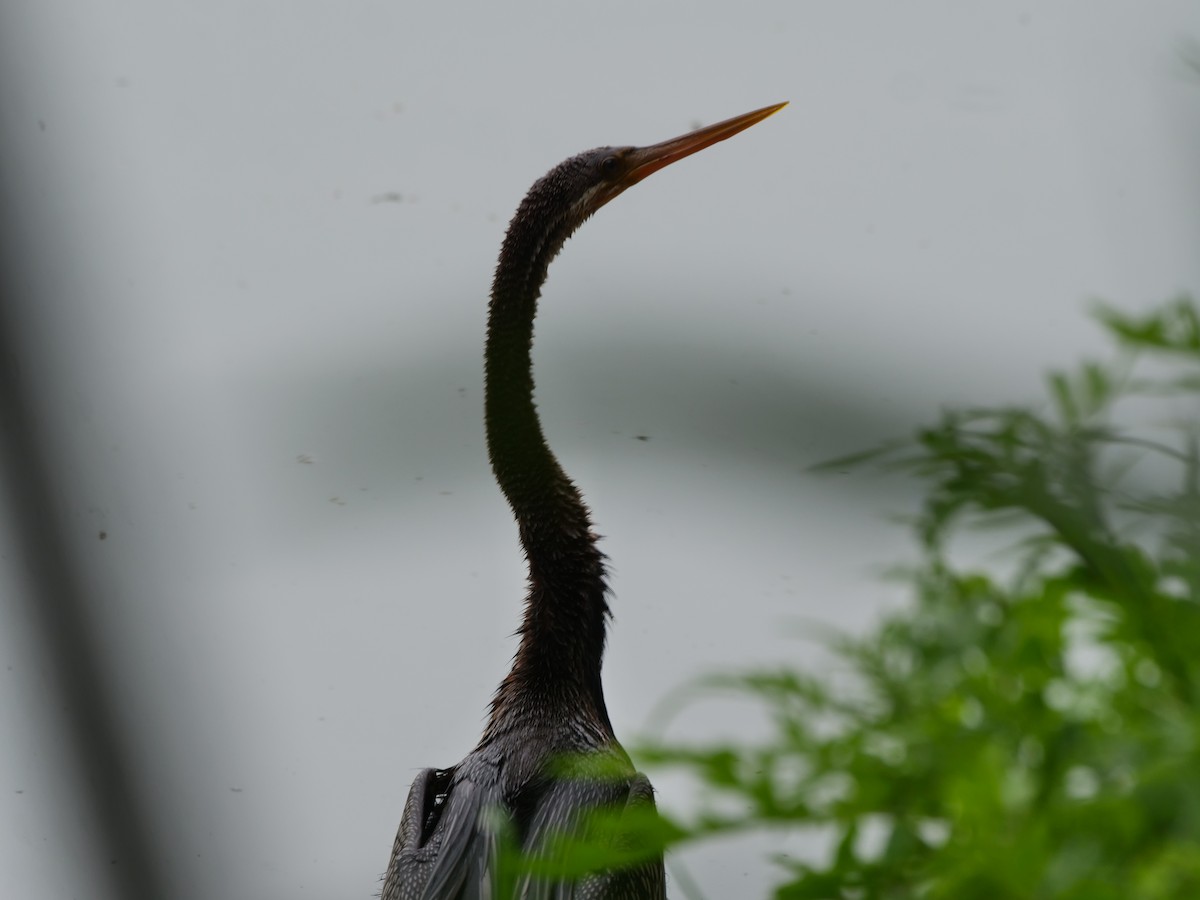 Oriental Darter - ML643876456