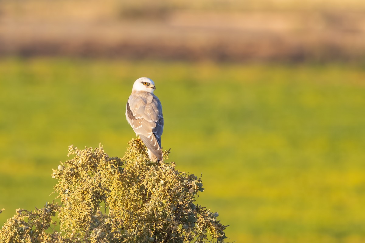 Black-shouldered Kite - ML643876457