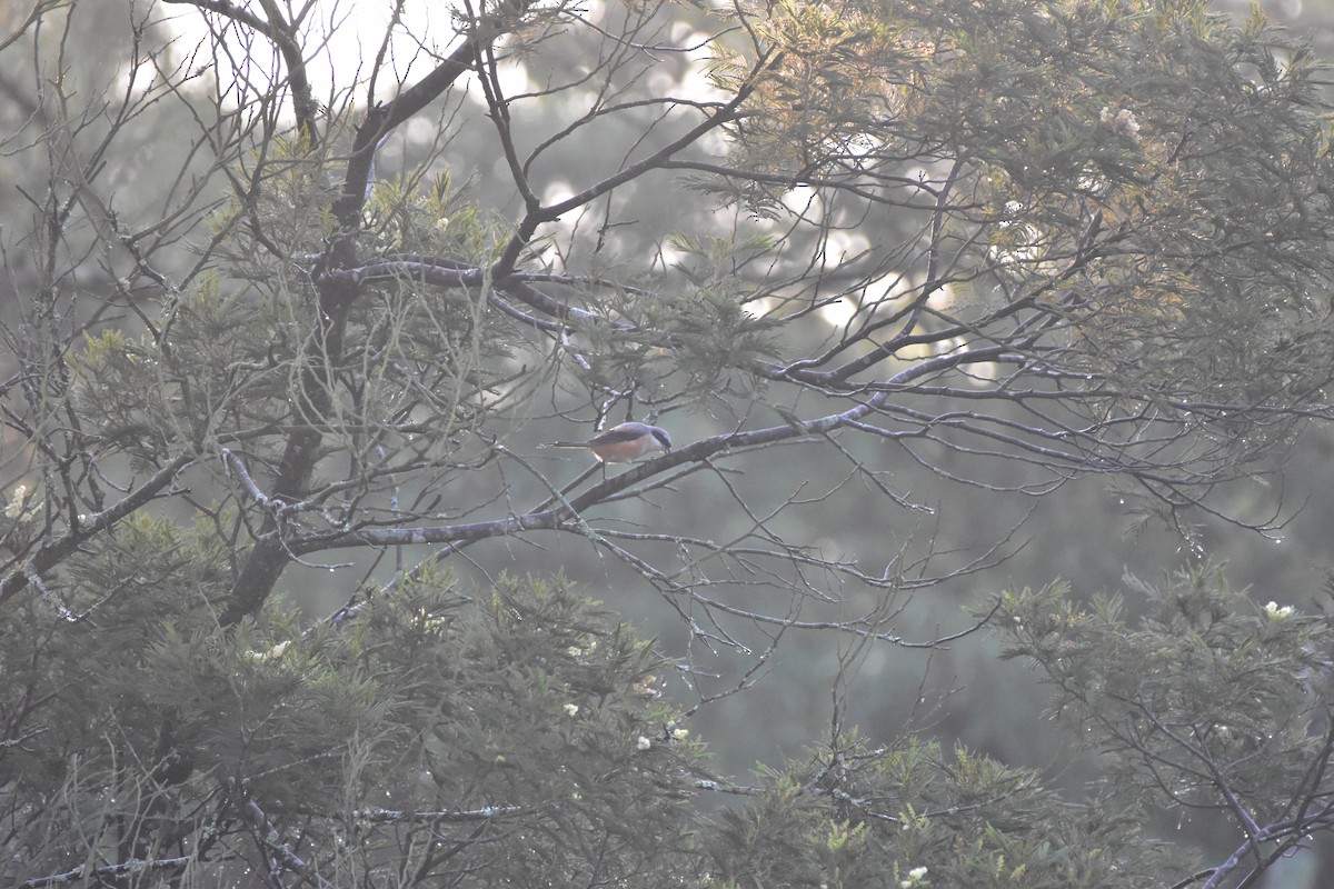Long-tailed Shrike - ML643876458