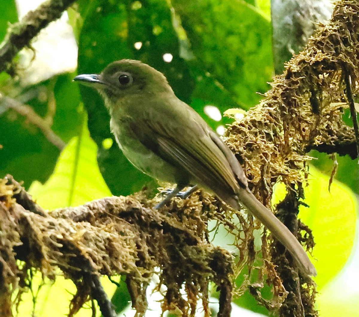 Pacific Flatbill - ML643876481