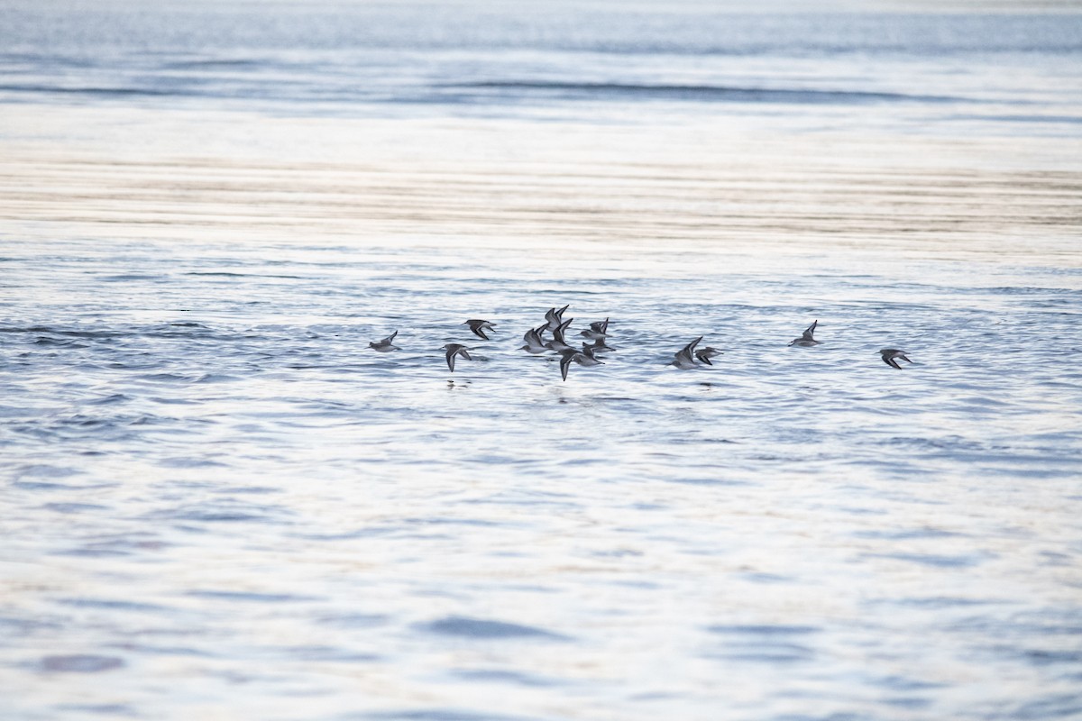 Dunlin - ML643876482