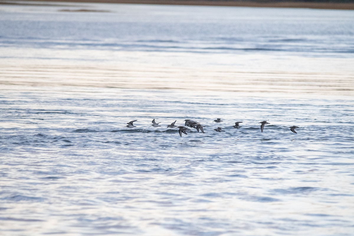 Dunlin - ML643876483