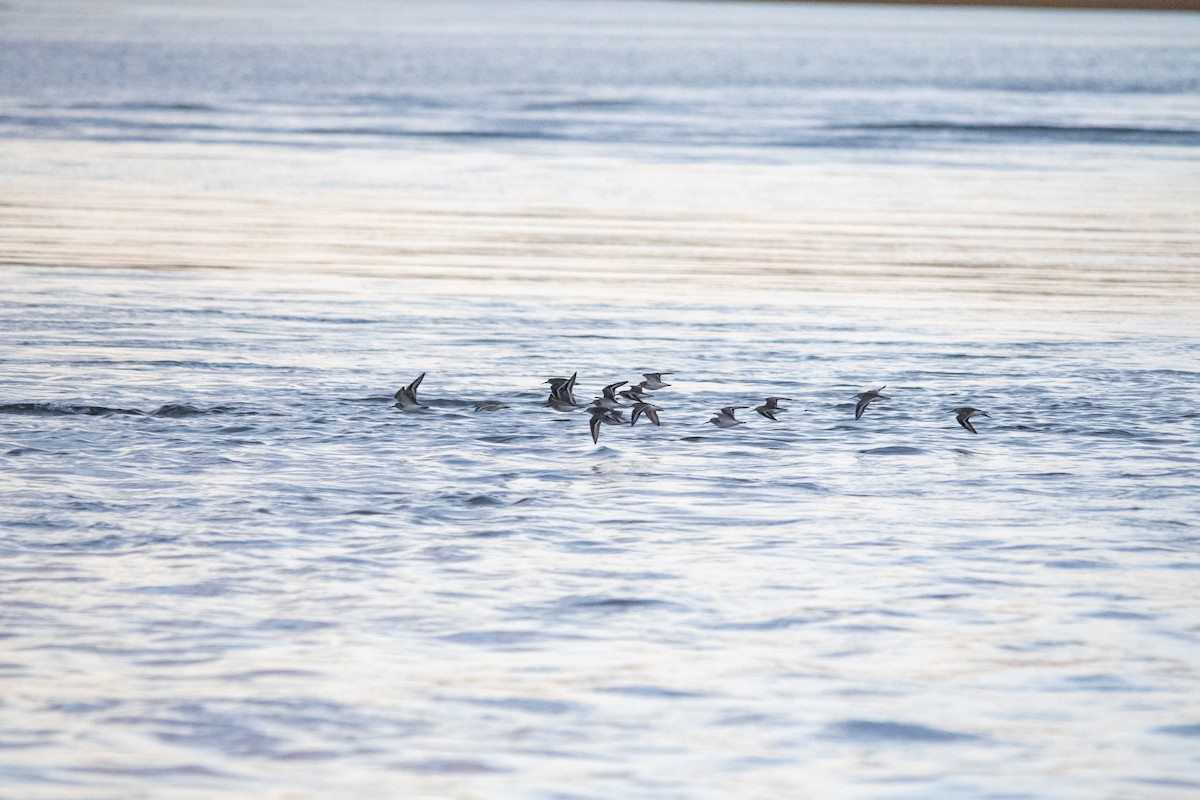Dunlin - ML643876484