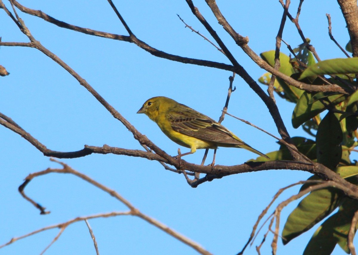 Stripe-tailed Yellow-Finch - ML643876487