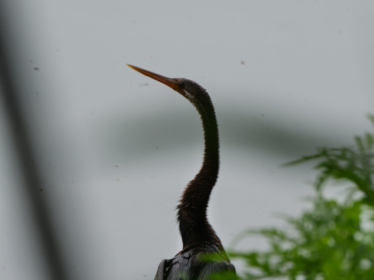 Oriental Darter - ML643876488