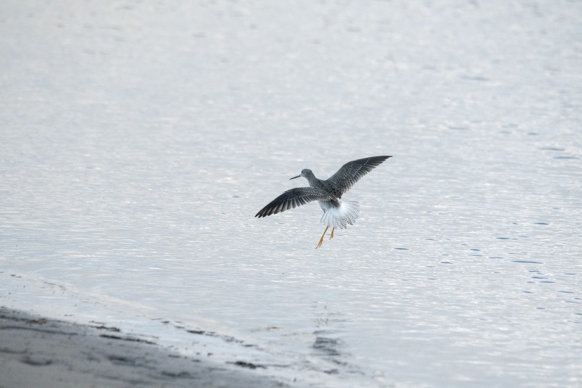 Greater Yellowlegs - ML643876490