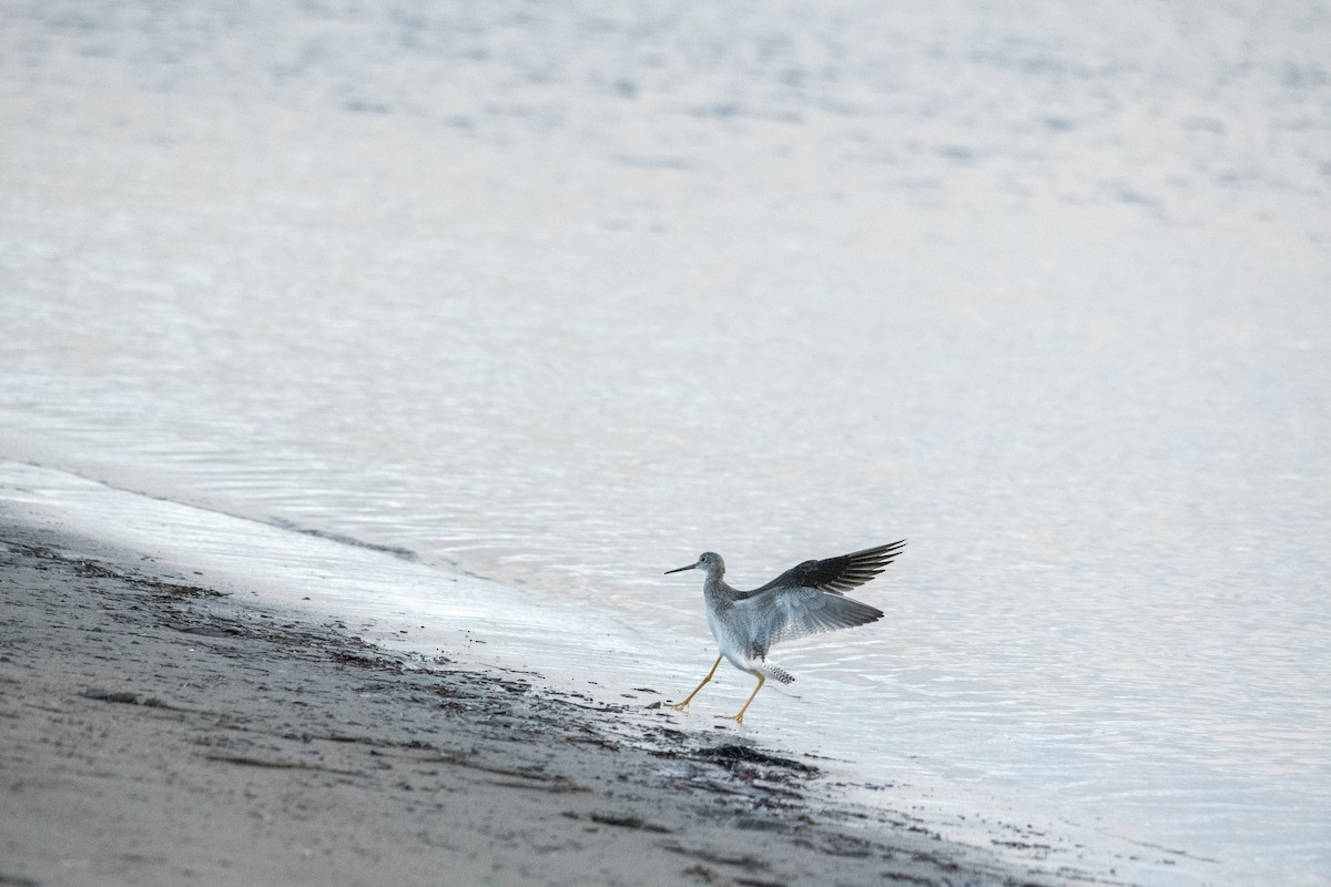 Greater Yellowlegs - ML643876491