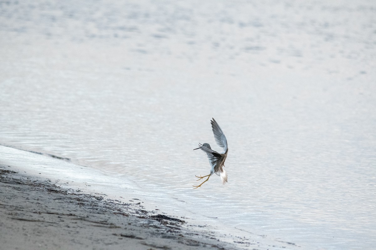 Greater Yellowlegs - ML643876492