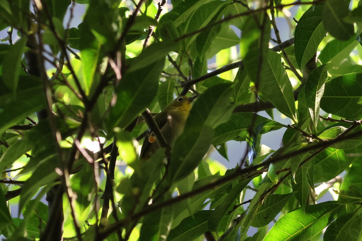Warbling White-eye - ML643876493