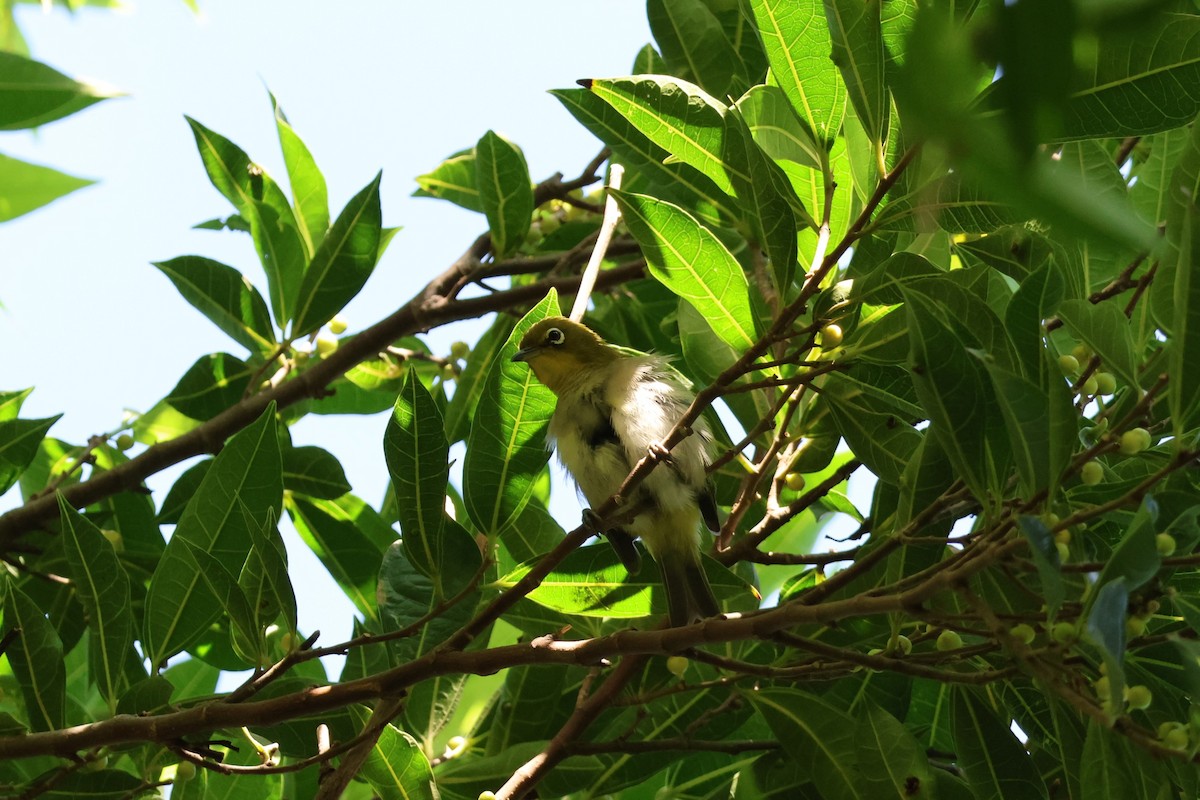 Warbling White-eye - ML643876494