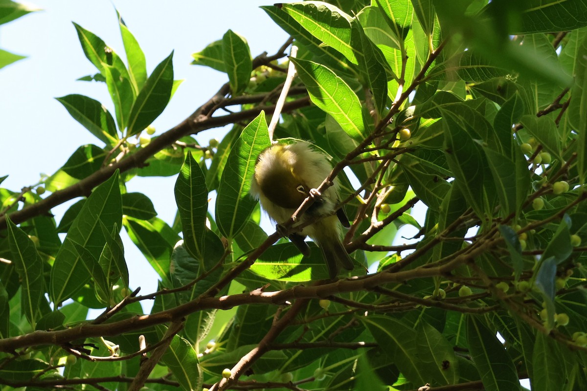 Warbling White-eye - ML643876495