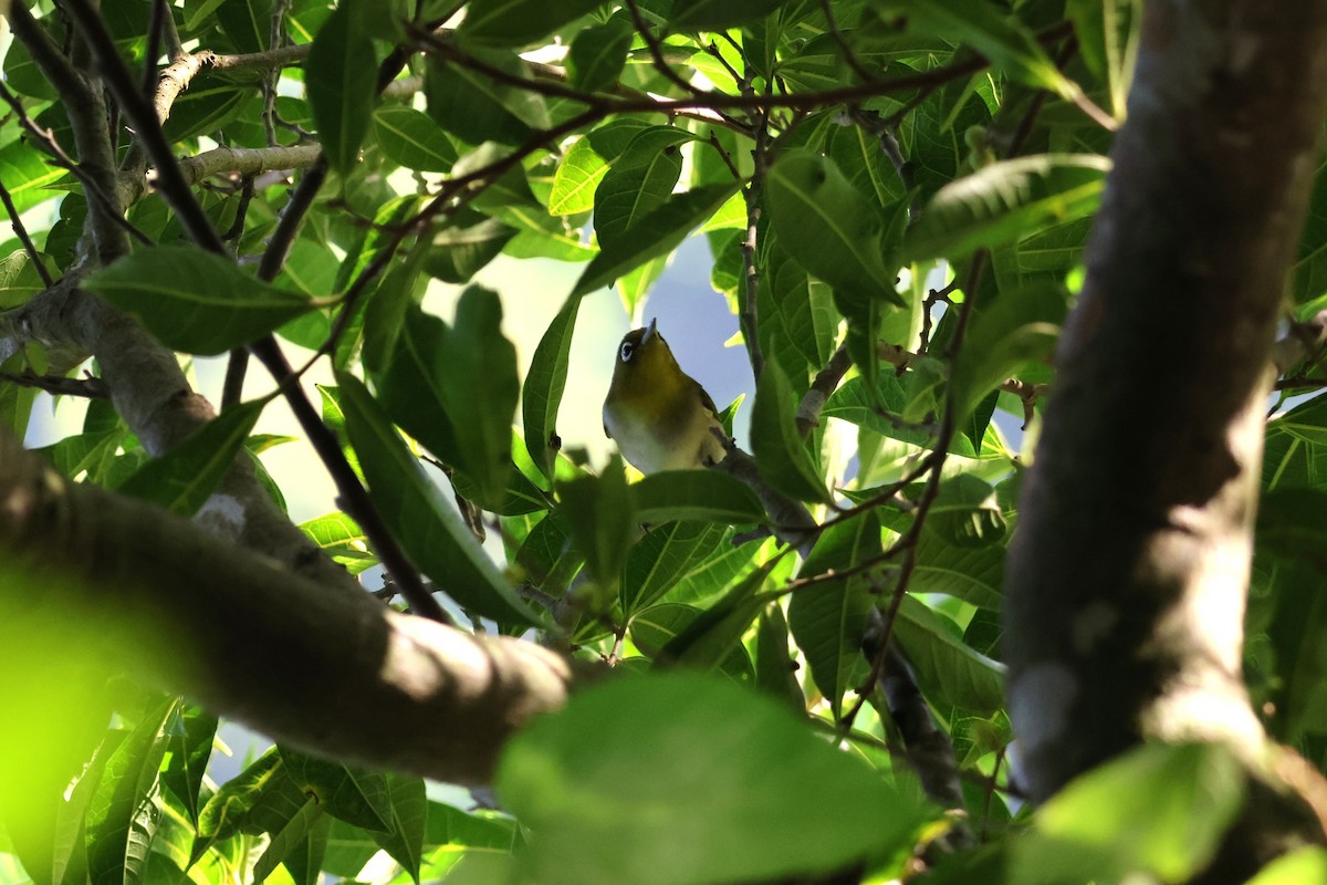 Warbling White-eye - ML643876496