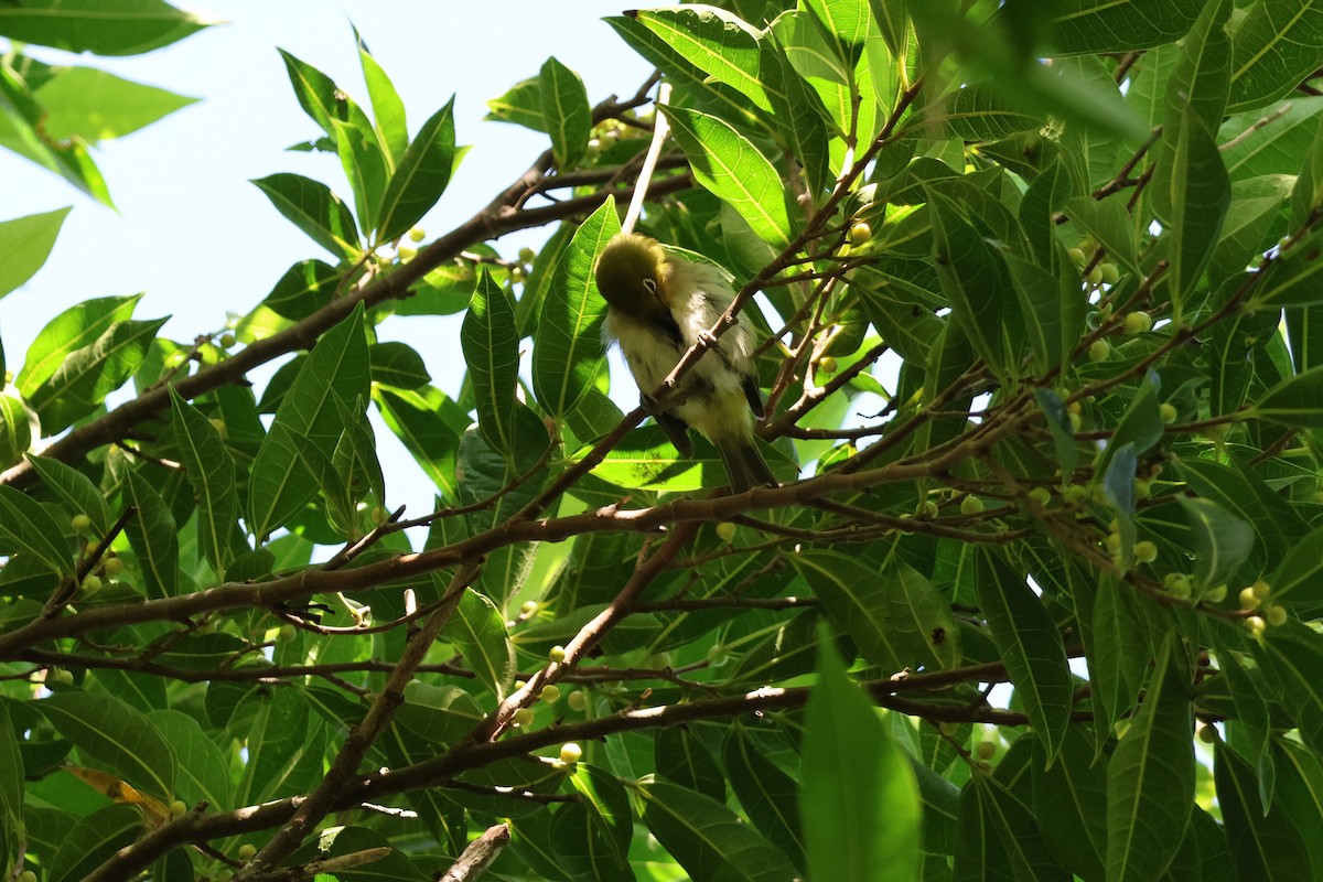 Warbling White-eye - ML643876497