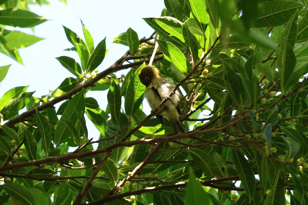 Warbling White-eye - ML643876498