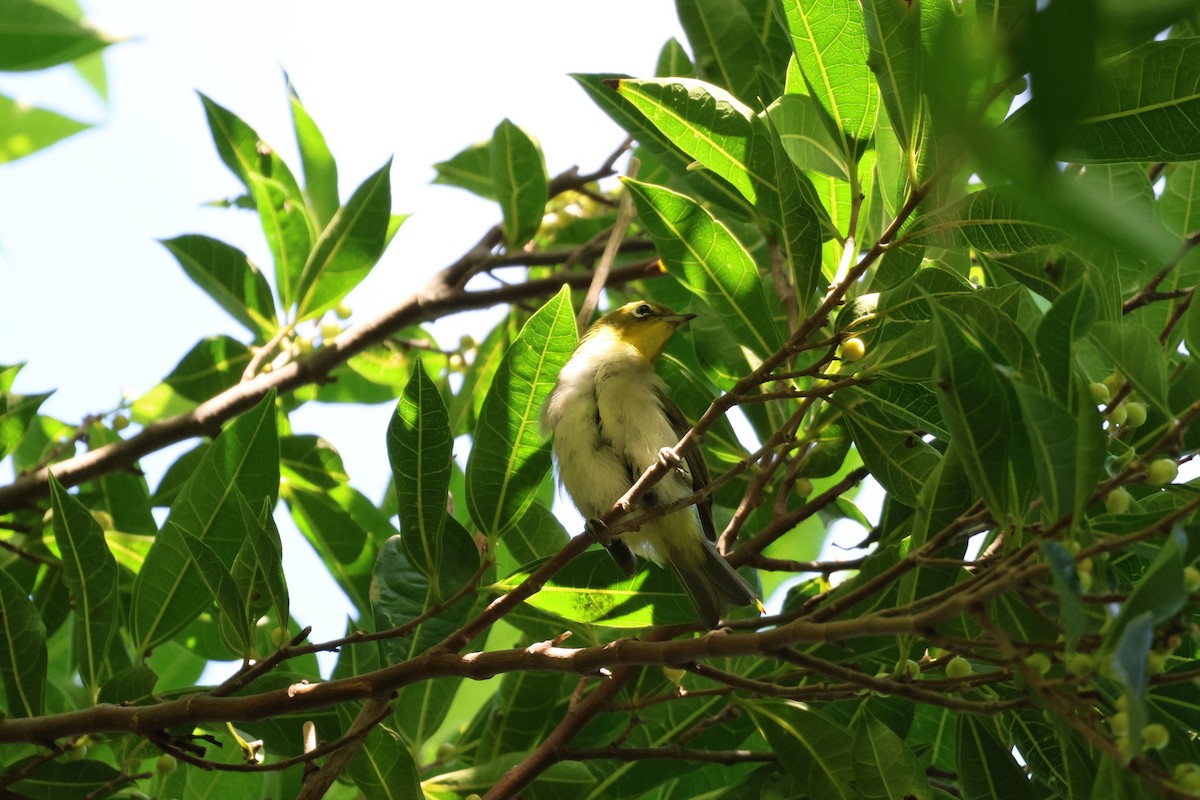 Warbling White-eye - ML643876499