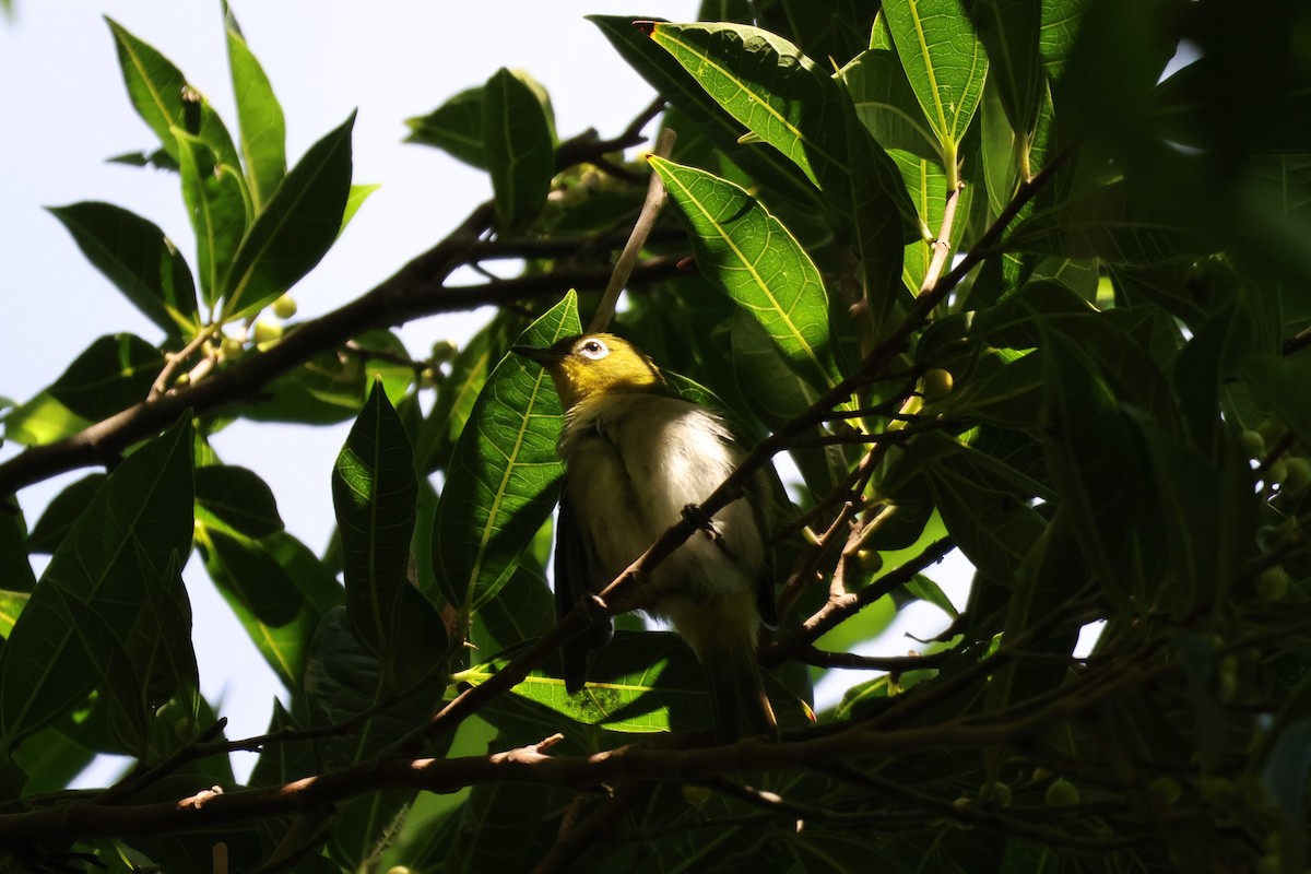 Warbling White-eye - ML643876500