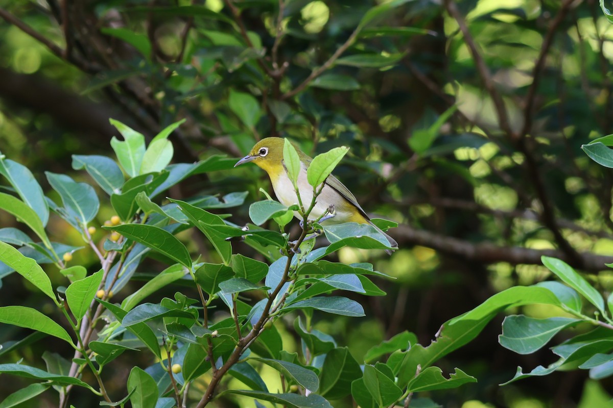 Warbling White-eye - ML643876510