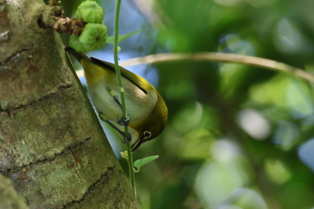 Warbling White-eye - ML643876511