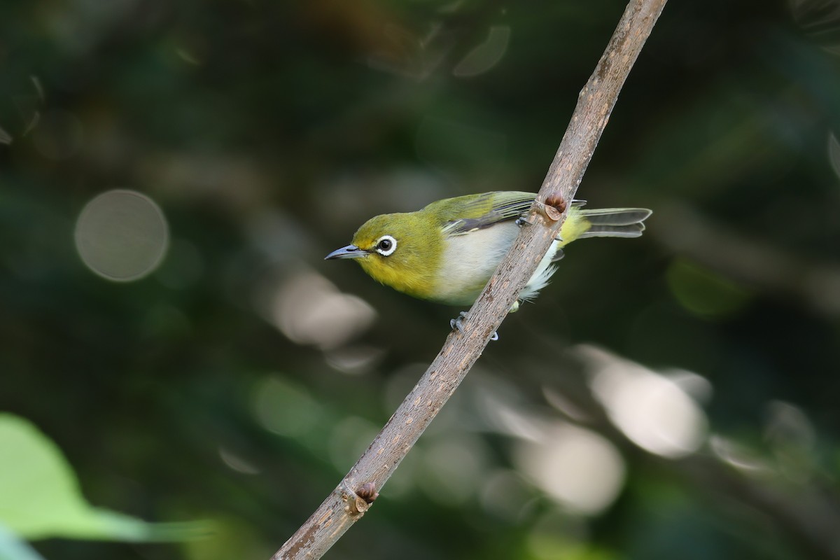 Warbling White-eye - ML643876512