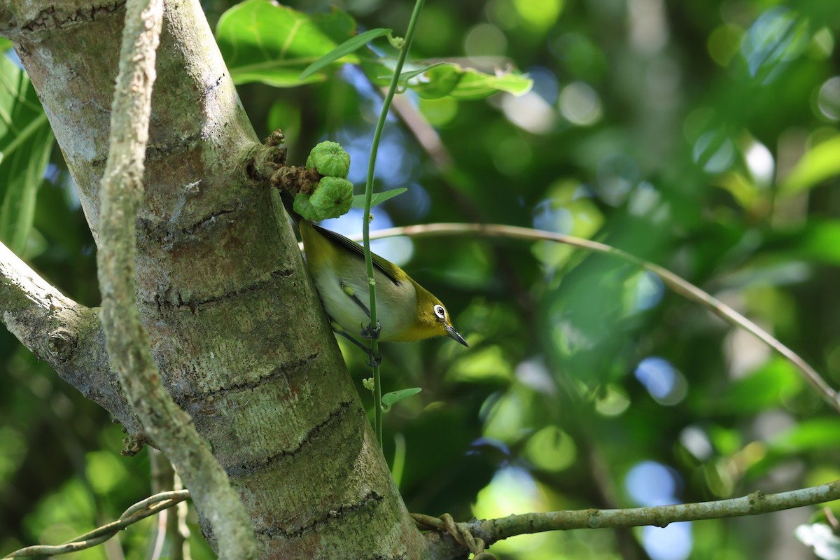 Warbling White-eye - ML643876513