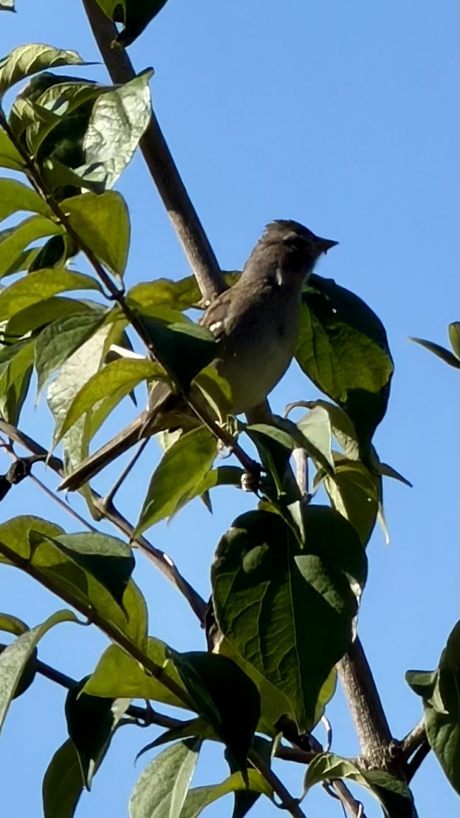 ミヤマシトド - ML643876516