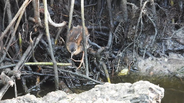 Rufous-sided Crake - ML643876520