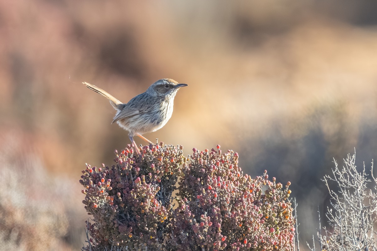 Rufous Fieldwren - ML643876522