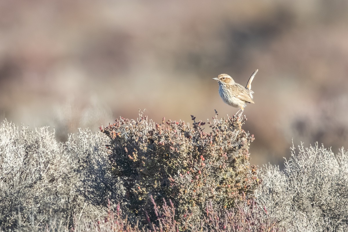 Rufous Fieldwren - ML643876523