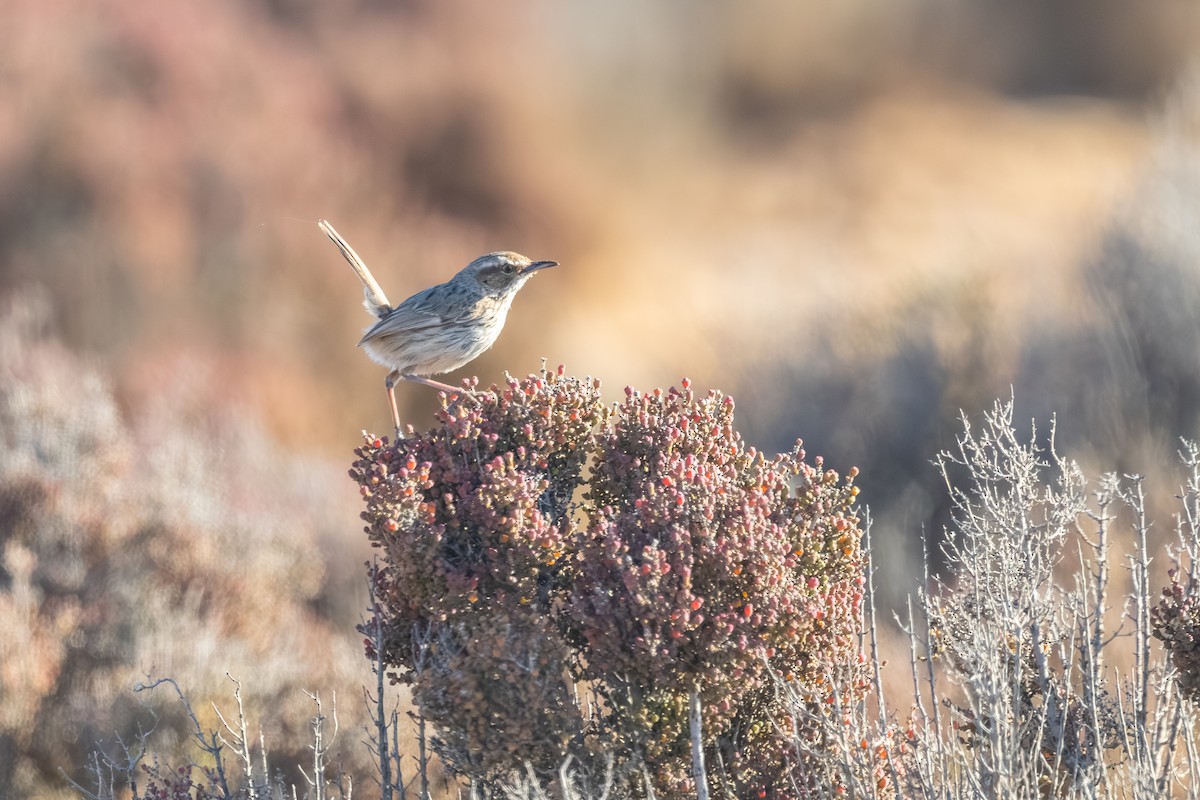 Rufous Fieldwren - ML643876524