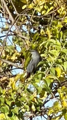 ネコマネドリ - ML643876549