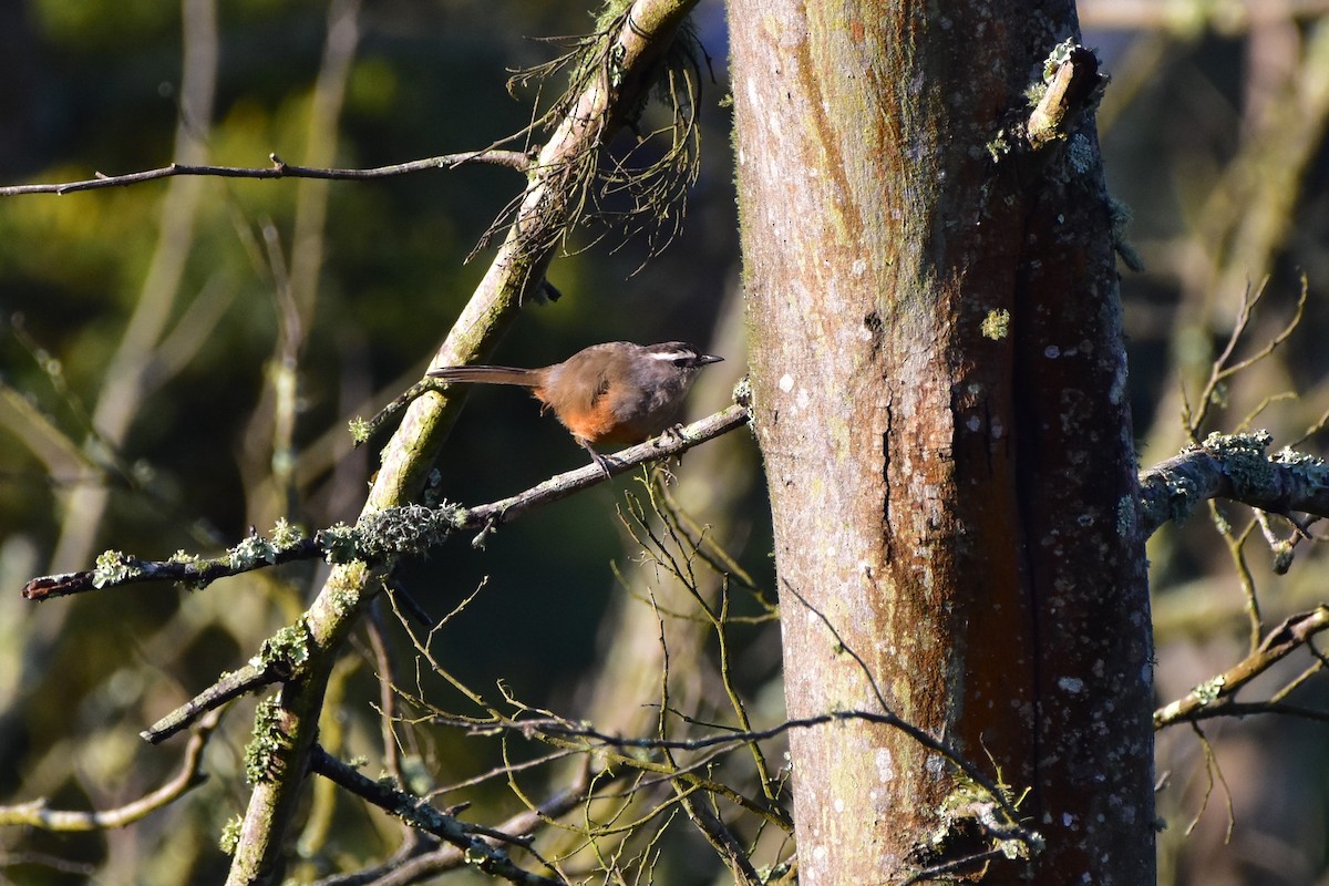 Palani Laughingthrush - ML643876557