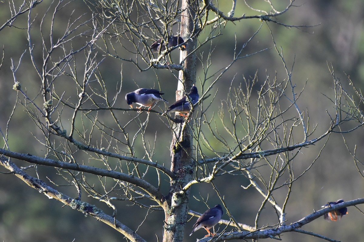 Jungle Myna - ML643876568