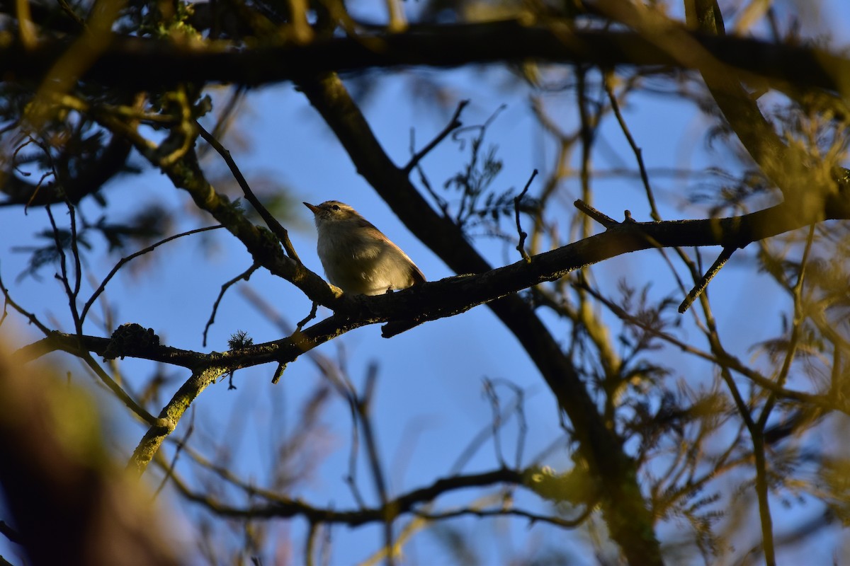 Greenish Warbler - ML643876577